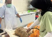 Investigasi Polisi, Penyebab Kematian Anjing di Shelter Sentul Terungkap