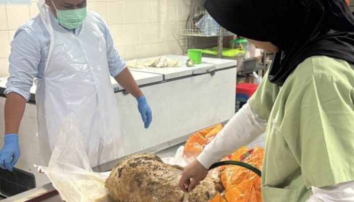 Investigasi Polisi, Penyebab Kematian Anjing di Shelter Sentul Terungkap