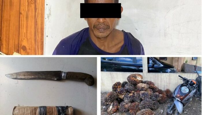 Polsek Rawas Ulu Berhasil Bongkar Kasus Pencurian Buah Sawit PT ARU
