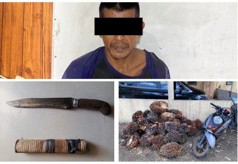 Polsek Rawas Ulu Berhasil Bongkar Kasus Pencurian Buah Sawit PT ARU