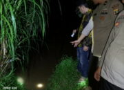Bahaya Mengintai di Sungai Way Semaka: Serangan Buaya Terulang Lagi