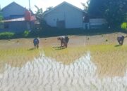 Babinsa Tanjung Dampingi Petani Tanam Padi Musim Kedua