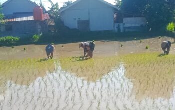 Babinsa Tanjung Dampingi Petani Tanam Padi Musim Kedua