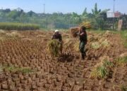 Wujudkan Ketahanan Pangan, Babinsa Peteluan Indah Panen Bersama