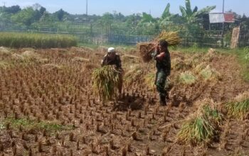 Wujudkan Ketahanan Pangan, Babinsa Peteluan Indah Panen Bersama