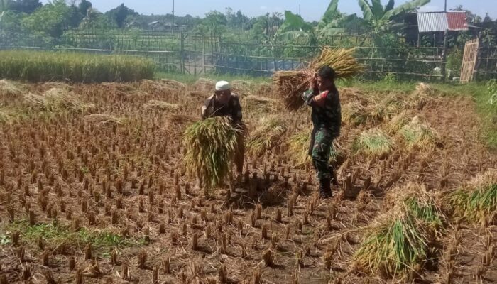 Wujudkan Ketahanan Pangan, Babinsa Peteluan Indah Panen Bersama