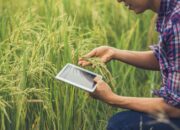 Pertanian Tanpa Agronomi? Siap-Siap Gagal Panen!