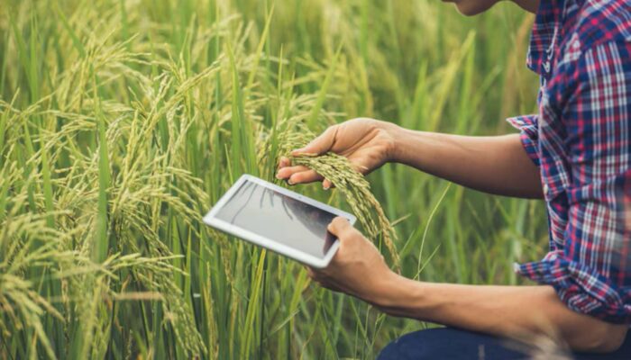 Pertanian Tanpa Agronomi? Siap-Siap Gagal Panen!