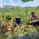 Polisi Sambangi Petani Jagung di Eyat Mayang Lembar, Dorong Ketahanan Pangan Lokal