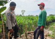 Sinergi Polsek Kediri dan Petani Banyumulek untuk Wujudkan Kemandirian Pangan