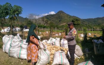 Bhabinkamtibmas Seteluk Tengah Dampingi Petani Panen Jagung, Hasil Capai 16 Ton