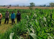 Kapolsek Dompu Lakukan Pengecekan Tanaman Jagung Program Ketahanan Pangan di Desa O’o