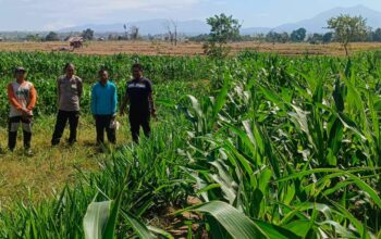 Kapolsek Dompu Lakukan Pengecekan Tanaman Jagung Program Ketahanan Pangan di Desa O’o
