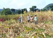 Bhabinkamtibmas desa adu polsek hu’u laksanakan sambang dan bantu panen jagung dalam rangka dukung program ketahanan pangan nasional