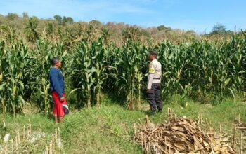 Dukung Ketahanan Pangan, Bhabinkamtibmas Buer Pantau Panen Jagung Petani