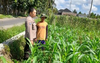 Kepolisian Kediri Bina Petani Jagung Gelogor, Perkuat Ekonomi dan Pangan Lokal