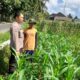 Kepolisian Kediri Bina Petani Jagung Gelogor, Perkuat Ekonomi dan Pangan Lokal