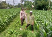 Jagung Jadi Alternatif Pangan di Desa Jagaraga, Bhabinkamtibmas Jadi Penggerak