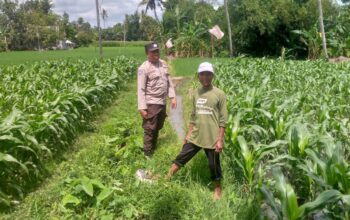 Jagung Jadi Alternatif Pangan di Desa Jagaraga, Bhabinkamtibmas Jadi Penggerak