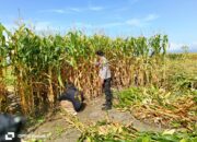 Bhabinkamtibmas Desa Hu’u Dampingi Warga Panen Jagung, Dorong Semangat Ketahanan Pangan