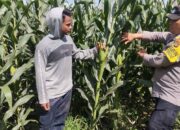 BHABINKAMTIBMAS POLSEK KEMPO DUKUNG KETAHANAN PANGAN MELALUI PEMANTAUAN LAHAN JAGUNG