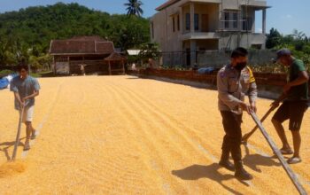 Sinergi Polsek Kuripan dan Petani Gerung Jaga Stabilitas Pangan Daerah