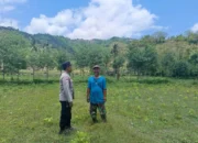 Bhabinkamtibmas Sekotong Barat Dorong Warga Tanam Jagung di Musim Hujan