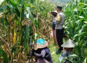 Bhabinkamtibmas Kawal Panen Jagung, Petani Babussalam Tersenyum Lega