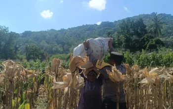 Sinergi Polisi dan Petani di Lombok Barat, Hasilkan Panen Jagung Melimpah