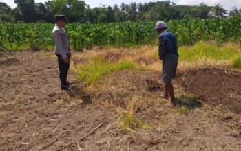 Lombok Barat, NTB – Dalam upaya konkret mendukung Program Ketahanan Pangan Nasional, Bhabinkamtibmas Desa Jagaraga, AIPTU I Gede Dodit, melaksanakan kunjungan dan dialog langsung dengan petani di Dusun Lamper. Kegiatan yang berlangsung pada hari Sabtu, 18 Oktober 2025, pukul 11.00 WITA hingga selesai, ini bertujuan mendorong pemanfaatan lahan produktif secara maksimal oleh warga binaan, baik untuk bercocok tanam maupun beternak atau perikanan. Inisiatif ini merupakan wujud nyata sinergi Polri dan masyarakat dalam menjaga ketersediaan pangan di tingkat lokal. Peran Aktif Polri dalam Mendukung Kemandirian Pangan Daerah Kunjungan Bhabinkamtibmas AIPTU I Gede Dodit di Dusun Lamper difokuskan kepada Bapak Ahmad, salah seorang petani setempat yang memiliki lahan produktif. Dalam pertemuan yang berlangsung hangat dan penuh kekeluargaan, AIPTU I Gede Dodit menyampaikan pentingnya peran aktif masyarakat, terutama para petani dan peternak, dalam menghadapi tantangan ketahanan pangan global. Ia mengajak warga untuk tidak hanya mengandalkan hasil panen utama, tetapi juga memanfaatkan pekarangan rumah atau lahan tidur untuk menanam komoditas pangan cepat panen seperti sayur-sayuran, sebagai bentuk diversifikasi dan cadangan pangan keluarga. Kapolsek Kuripan, Polres Lombok Barat, Polda NTB, Ipda I Wayan Eka Ariyana, S.H., menegaskan bahwa kegiatan ini adalah bagian dari instruksi pimpinan Polri untuk secara masif mengawal dan mendukung program pemerintah. "Peran Bhabinkamtibmas sangat strategis sebagai ujung tombak Polri di desa. Mereka tidak hanya menjaga kamtibmas, tetapi juga menjadi motivator dan penggerak ekonomi kerakyatan, khususnya di sektor pertanian. Kami terus mendorong anggota kami untuk terjun langsung, memastikan warga binaan teredukasi dan tergerak untuk memanfaatkan setiap jengkal lahan yang ada," ujar Ipda I Wayan Eka Ariyana, S.H. Menggali Potensi Lokal Melalui Pemanfaatan Lahan Produktif Inti dari kunjungan tersebut adalah memotivasi Bapak Ahmad dan warga lainnya agar lebih optimal dalam memanfaatkan lahan. AIPTU I Gede Dodit memberikan pemahaman bahwa ketahanan pangan dimulai dari tingkat rumah tangga dan desa. Dengan menanam sayur-sayuran di lahan milik sendiri, warga dapat mengurangi ketergantungan pada pasar, memastikan ketersediaan pangan yang sehat, sekaligus berpotensi meningkatkan pendapatan keluarga. "Saya berdialog dengan Bapak Ahmad, menjelaskan bahwa program ketahanan pangan ini bukan hanya tanggung jawab pemerintah semata, melainkan tanggung jawab kita bersama. Dengan memanfaatkan lahan seoptimal mungkin, kita tidak hanya menjamin ketersediaan pangan keluarga, tapi juga ikut berkontribusi pada ketahanan pangan nasional," kata AIPTU I Gede Dodit. Ia menambahkan, pihaknya siap membantu memfasilitasi komunikasi dengan instansi terkait jika warga membutuhkan bimbingan teknis lebih lanjut mengenai pertanian atau peternakan. Sambutan Positif Warga dan Komitmen Mendukung Program Pemerintah Sambutan dari Bapak Ahmad, petani yang menjadi sasaran kunjungan, menunjukkan antusiasme tinggi terhadap inisiatif ini. Bapak Ahmad menyatakan kesediaannya untuk mendukung program pemerintah dengan mulai menanam berbagai jenis sayur-sayuran di tanah miliknya yang terletak di Dusun Lamper, Desa Jagaraga. "Kami menyambut baik kunjungan dari Bapak Bhabinkamtibmas. Ini sangat memotivasi kami para petani. Kami siap mendukung program ketahanan pangan ini. Kebetulan kami punya lahan, dan arahan dari Bapak Dodit untuk menanam sayur-sayuran sangat masuk akal untuk cadangan pangan keluarga kami. Kami akan segera memulainya," tutur Bapak Ahmad dengan semangat. Hasil dari kegiatan ini tidak hanya terhenti pada komitmen menanam sayuran, tetapi juga berhasil menjalin dan memperkuat tali silaturahmi serta komunikasi yang baik antara Polri dan warga binaan. Komunikasi yang intensif dan berkelanjutan seperti ini sangat penting untuk memastikan program-program pemerintah dapat berjalan lancar dan tepat sasaran di tingkat desa. Secara keseluruhan, kegiatan Bhabinkamtibmas Desa Jagaraga AIPTU I Gede Dodit di Dusun Lamper ini berjalan lancar. Situasi di lokasi terpantau aman dan kondusif, mencerminkan sinergi yang harmonis antara aparat keamanan dan masyarakat. Upaya ini menjadi salah satu pilar penting dalam mewujudkan kemandirian pangan yang berkelanjutan di wilayah Kabupaten Lombok Barat, sekaligus mengukuhkan citra Polri sebagai pengayom dan mitra produktif bagi masyarakat. Keberhasilan ini diharapkan dapat menjadi contoh inspiratif bagi desa-desa lain untuk turut serta aktif dalam program penguatan ketahanan pangan nasional.