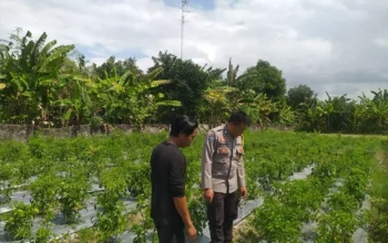 Dorong Kemandirian Pangan Keluarga, Bhabinkamtibmas Dampingi Warga Olah Lahan