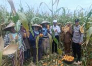 Panen Jagung di Babussalam, Polri Jadi Sahabat Petani Lombok Barat