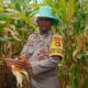 Polri Kawal Panen Jagung Desa Beleka, Pastikan Hasil Terserap Bulog