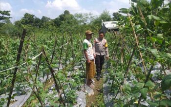 Benteng Pangan Mikro: Bhabinkamtibmas Motivasi Warga Lombok Barat Garap Lahan Produktif