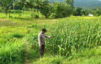 Sinergi Bhabinkamtibmas dan Petani Jagung di Lombok Barat