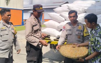 Jaga Ketahanan Pangan, Polri Kawal Penyerapan Jagung Petani di NTB