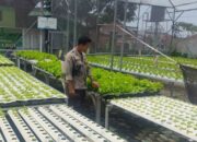 Aksi Nyata Bhabinkamtibmas Lombok Barat Dukung Ketahanan Pangan