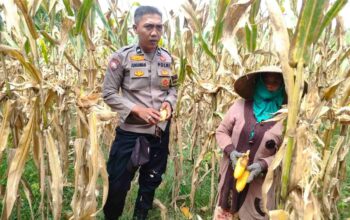 Peran Polri Jaga Stabilitas Harga, Petani Jagung Lombok Barat Diimbau Jual ke Bulog