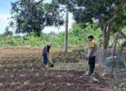 Polres Lombok Barat Intensifkan Pendampingan Petani Jagung