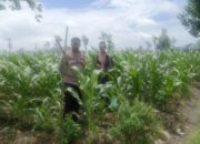 Dukung Ketahanan Pangan, Bhabinkamtibmas Beleke Bina Petani di Lahan Jagung