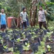 Upaya Desa Batulayar Wujudkan Kemandirian Pangan Lewat Greenhouse