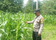 Bhabinkamtibmas Sekotong Tinjau Lahan Jagung Warga