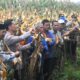 Panen Raya Jagung Serentak Kuartal I 2026 Digelar di Woja, Wujud Sinergi Dukung Ketahanan Pangan Nasional