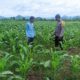 Polsek Pajo Laksanakan Pemantauan Lahan Jagung Warga Binaan Dukung Program Ketahanan Pangan Nasional