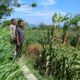Polsek Pekat Laksanakan Pemantauan Lahan Jagung Warga Binaan di Desa Calabai