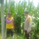 Polres Dompu Dukung Ketahanan Pangan Nasional, Bhabinkamtibmas Pantau Lahan Jagung Warga di Kecamatan Hu’u