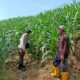 Bhabinkamtibmas Polsek Pekat Lakukan Pemantauan Lahan Jagung Warga Dukung Ketahanan Pangan Nasional