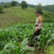 Dukung Ketahanan Pangan, Bhabinkamtibmas Desa Tarusa Pantau Pertumbuhan Lahan Jagung