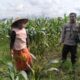 Dukung Ketahanan Pangan, Polri Sambangi Petani Bagik Polak