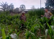 Dukung Asta Cita, Bhabinkamtibmas Labuapi Pantau Lahan Jagung
